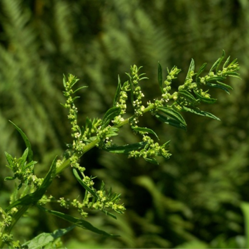 Chenopodium ambrosioides