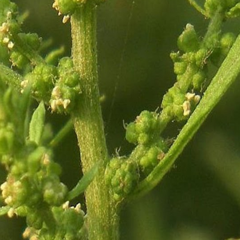 Chenopodium ambrosioides (Epazote) 100 Seeds - Image 2