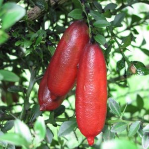 Red Champagne Finger Lime Fruit