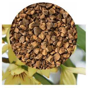 Cola nitida flowers with dried nut granules inset