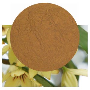 Cola nitida flowers with powder inset