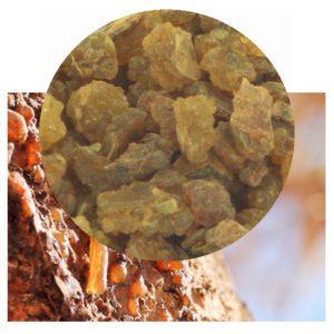 Commiphora myrrha with Myrrh resin inset