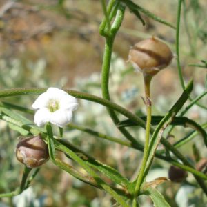 Convolvulus eyreanus