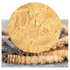 Cordyceps powder inset of Cordyceps militaris fungi