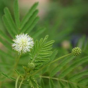 Desmanthus illinoensis flower close-up
