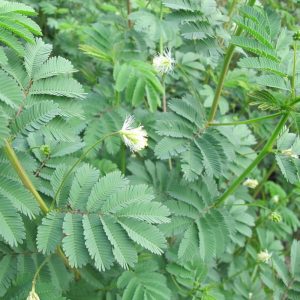 Desmanthus virgatus