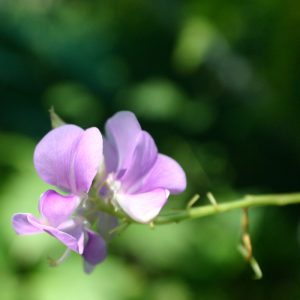 Desmodium gyrans