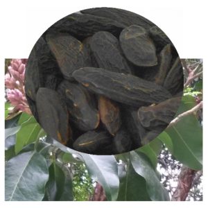 Tonka beans inset of Dipteryx odorata plant