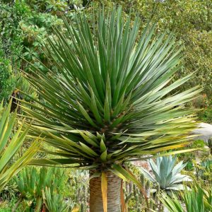 Dracaena draco mature tree