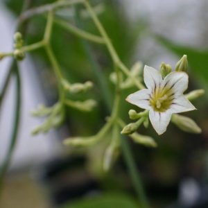 Duboisia hopwoodii