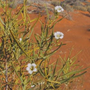 Duboisia hopwoodii