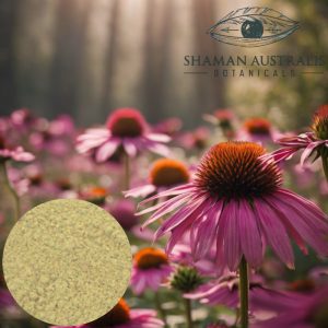 Echinacea flowers with extract powder