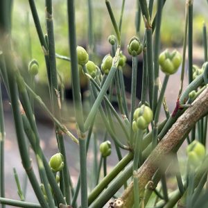Ephedra gerardiana plant