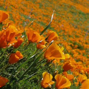 Eschscholzia aurantiaca orange flowers