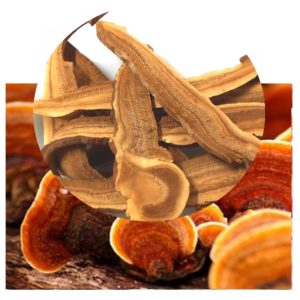 Ganoderma lucidum with reishi slices inset