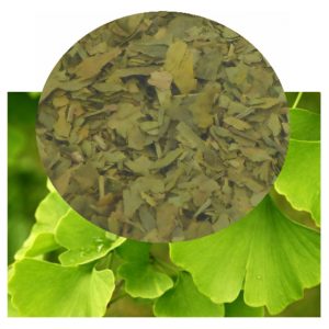 Ginkgo biloba with dried leaf inset