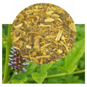 Glycyrrhiza glabra plant with dried root inset