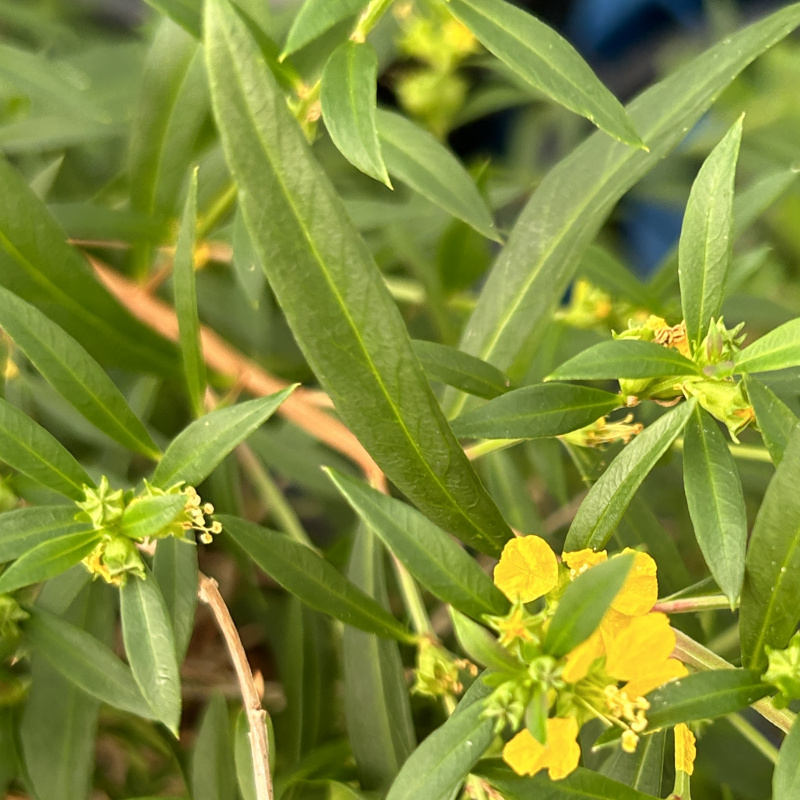 Heimia salicifolia Plant: A Visionary Plant from Mexico | Shaman Australis  Botanicals
