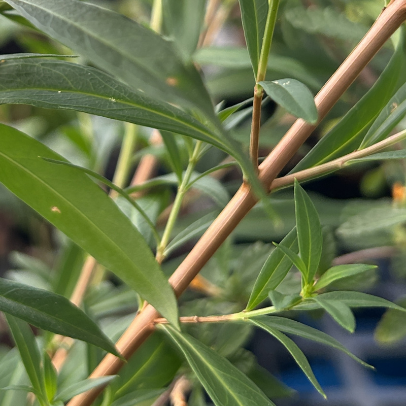 Heimia salicifolia leaves close-up
