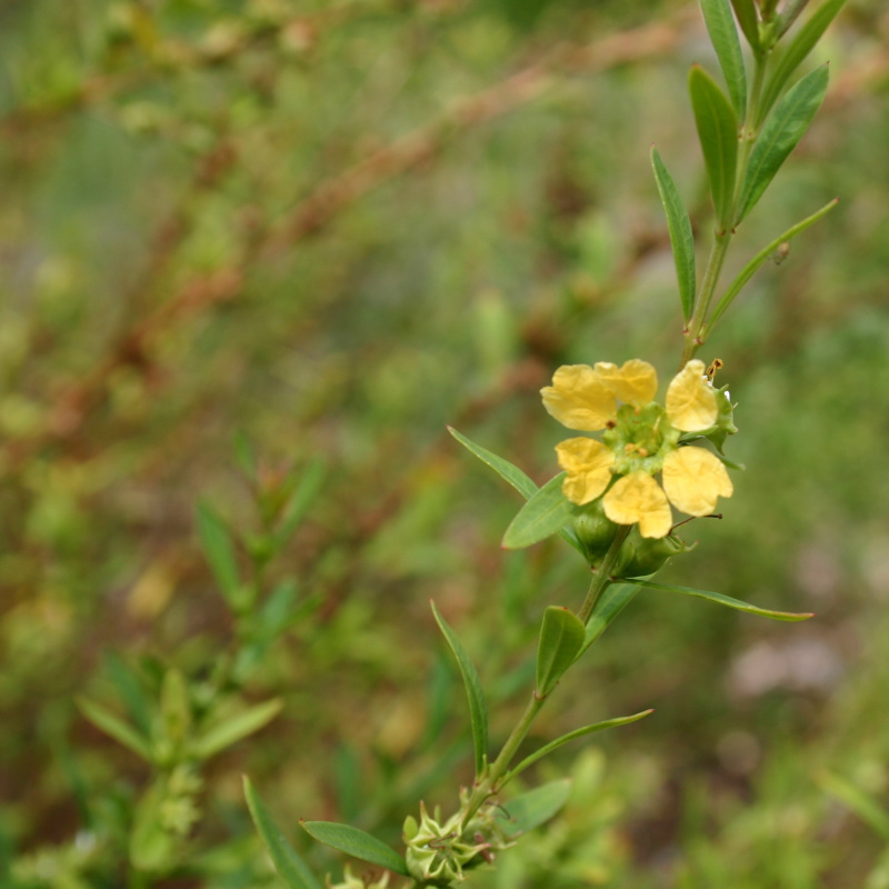 Heimia salicifolia Plant: A Visionary Plant from Mexico | Shaman Australis  Botanicals