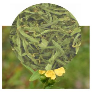 Heimia salicifolia flower and herb inset