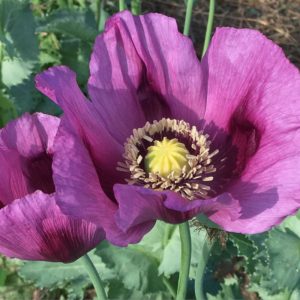 Hungarian Blue Poppy Flower