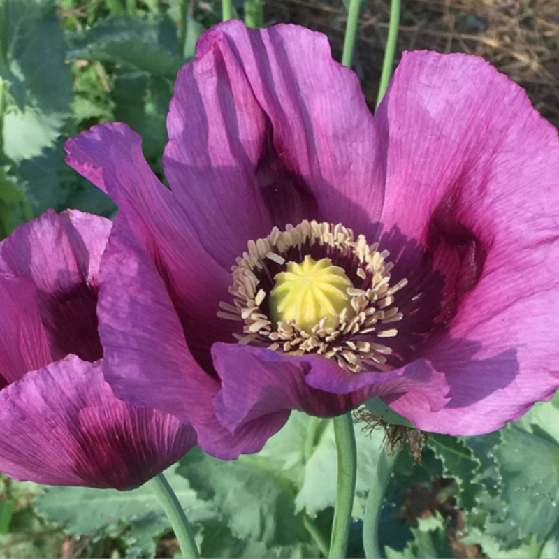 Hungarian Blue Poppy Flower