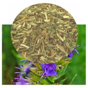 Hyssopus officinalis with herb inset
