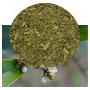 Ilex paraguayensis with herb inset