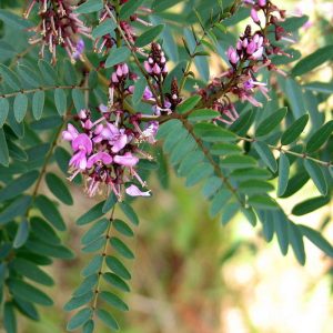 Indigofera australis