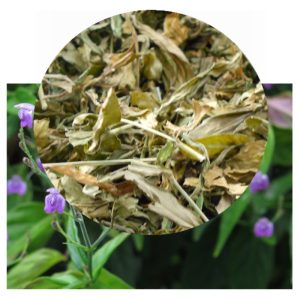 Justicia pectoralis Organic (Piri Piri) Dried Aerials