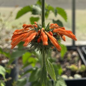 Leonotis nepetifolia flower