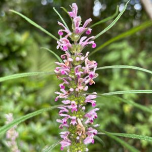 Leonurus sibiricus plant