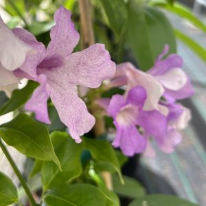 Mansoa alliacea flowers
