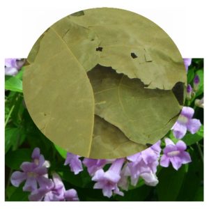 Mansoa alliacea flowers with herb inset
