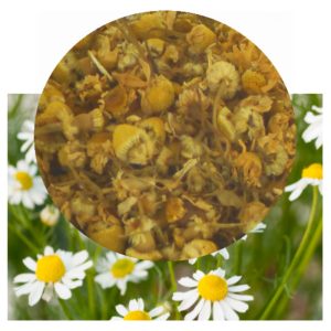 Matricaria recutita with flower inset