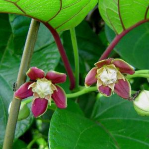Mondia whitei flowers