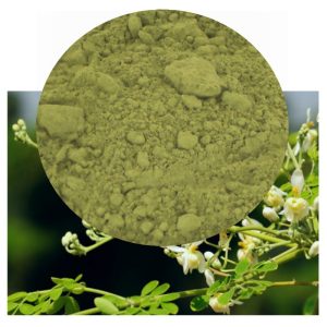 Moringa oleifera with powder inset