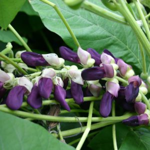 Mucuna pruriens flowers