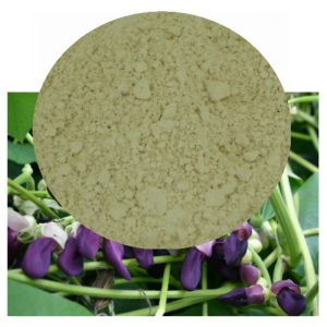 Mucuna pruriens seed powder