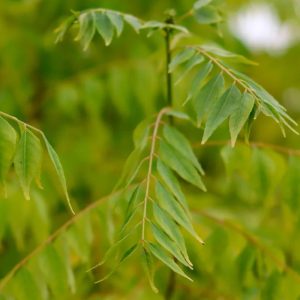 Murraya koenigii leaves