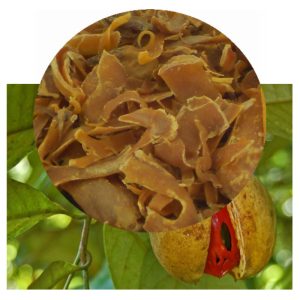 Myristica fragrans with mace arils inset