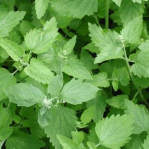 Nepeta cataria plant