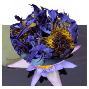 Nymphaea caerulea with blue lily whole flowers inset