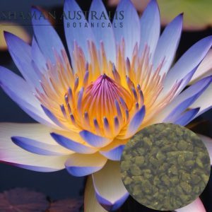 Nymphaea caerulea Extract