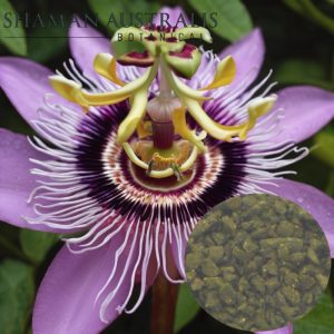 Passiflora incarnata flower and extract