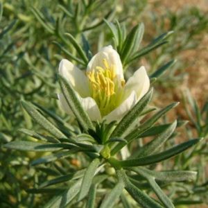 Peganum harmala Syrian Rue: Medicinal and Spiritual Plant | Shaman ...