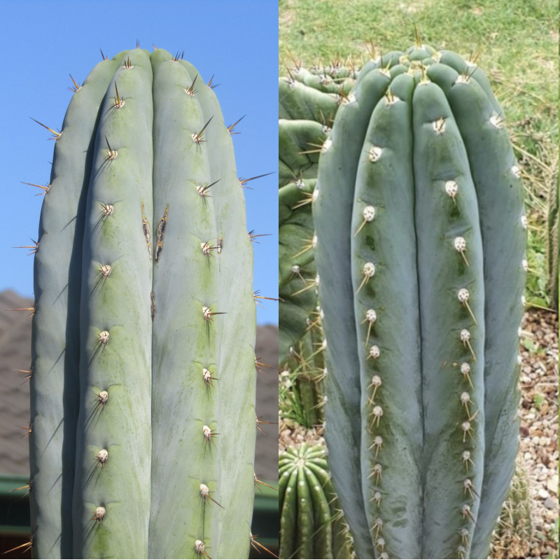 Trichocereus peruvianus /トップカット / 1kg EC332 EXACT