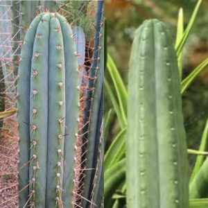 Trichocereus peruvianus 'MG Red Spine' x Trichocereus 'Sapito#2' 25 Seeds