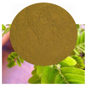 Phyllanthus niruri with chance piedra inset